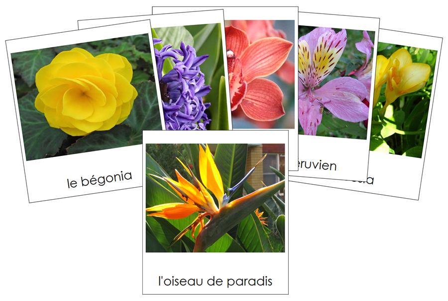 French - Flowers (Set 2) - Les cartes de fleurs
