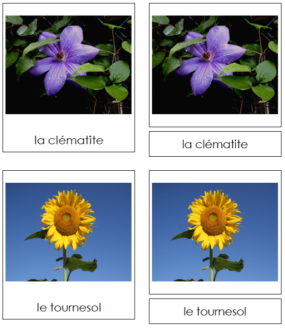 French - Flowers (Set #1) - Les cartes de fleurs - Montessori Print Shop