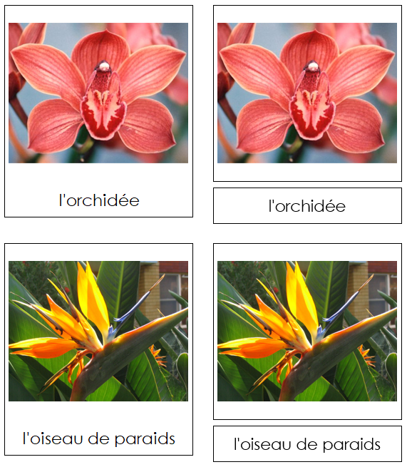 French - Flowers (Set #2) - Les cartes de fleurs - Montessori Print Shop