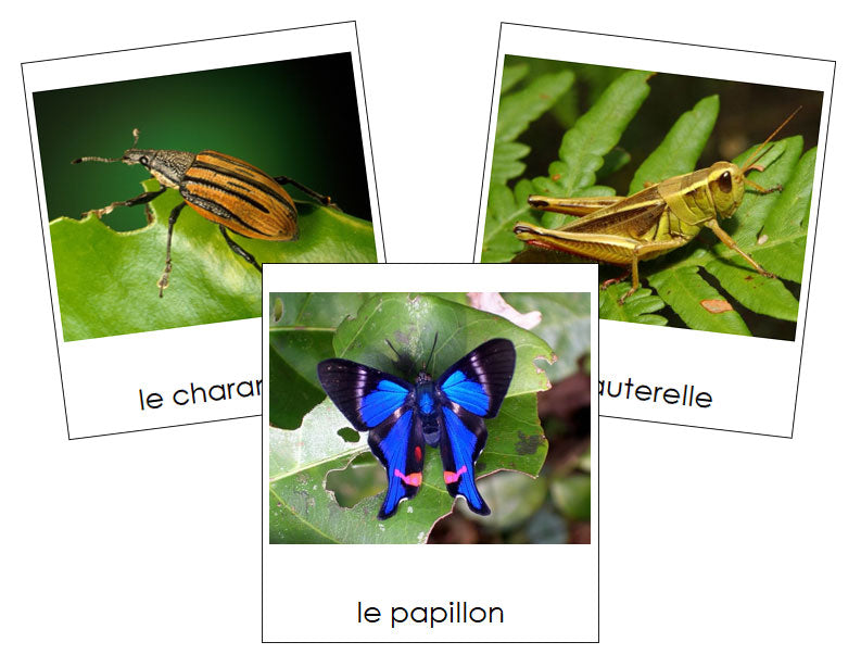 French - Insects - Les cartes insectes - Montessori Print Shop