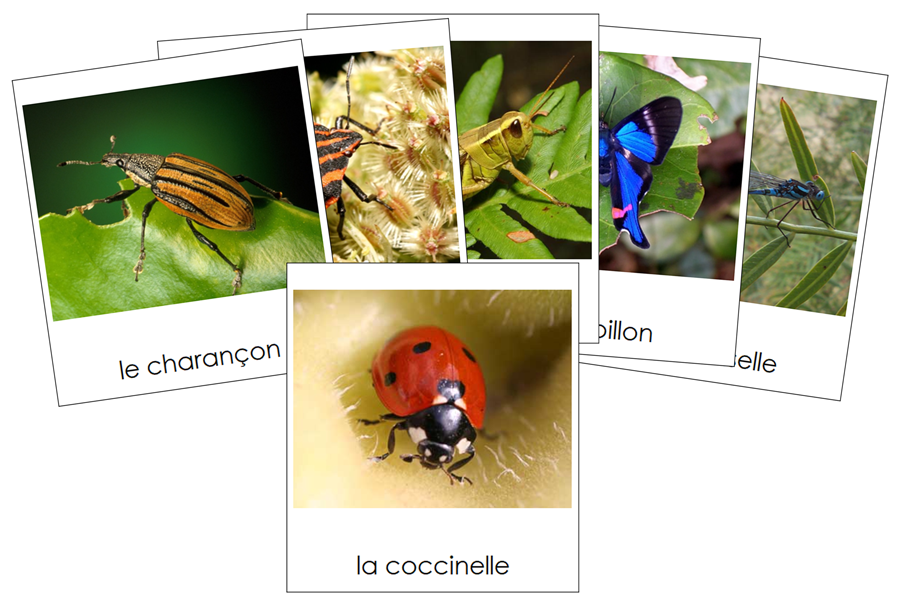 French - Insects - Les cartes insectes - Montessori Print Shop Digital Download