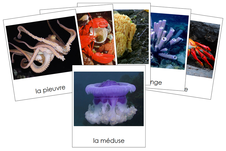 French - Marine Invertebrates - Les cartes invertébrés marins - Montessori Print Shop Digital Download