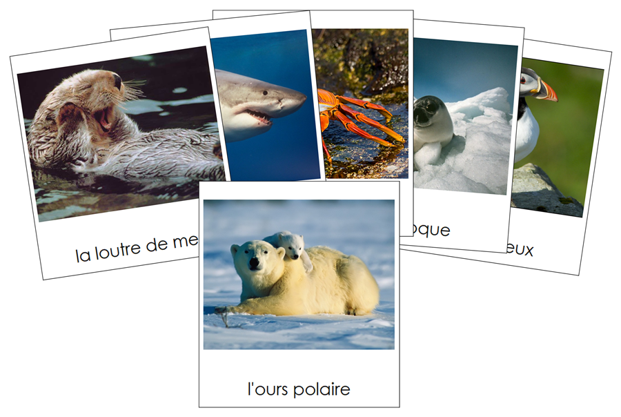 French - Marine Life - Les cartes de la vie marine - Montessori Print Shop Digital Download
