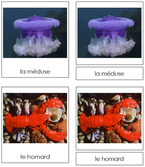 French - Marine Invertebrates - Les cartes invertébrés marins - Montessori Print Shop