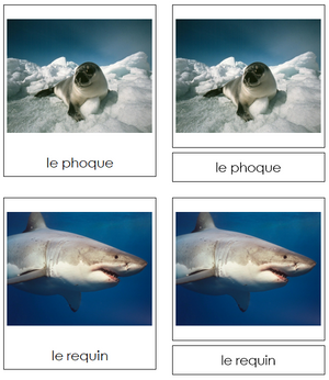 French - Marine Life - Les cartes de la vie marine - Montessori Print Shop