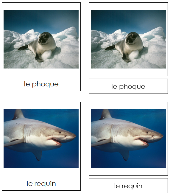 French - Marine Life - Les cartes de la vie marine - Montessori Print Shop