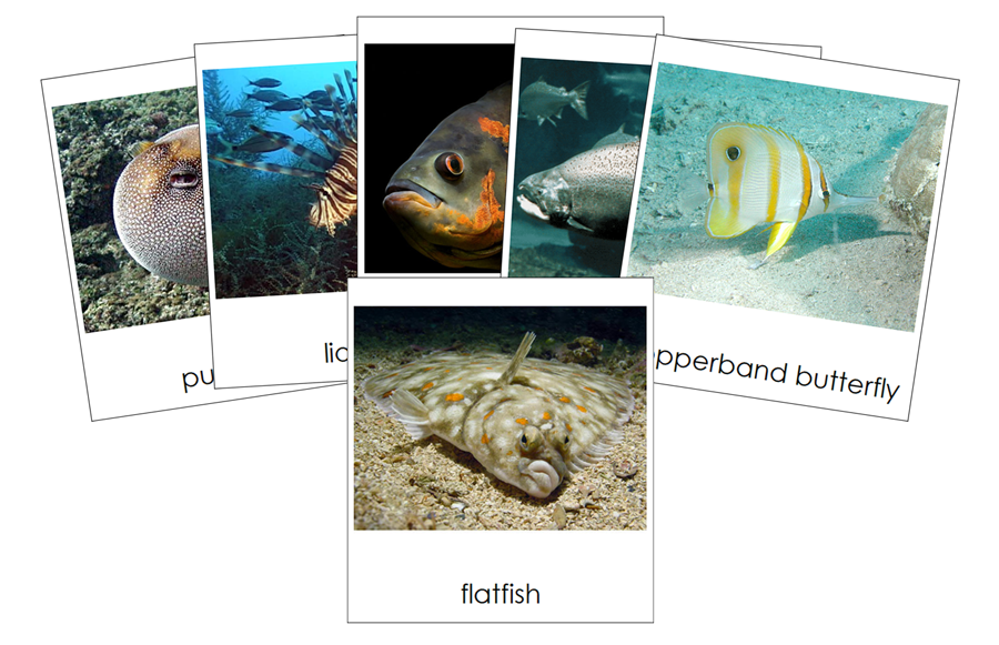Types of Fish 3-Part Cards by Montessori Print Shop
