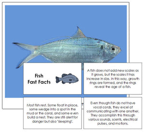 Fish Fast Facts & Pictures - Montessori Print Shop