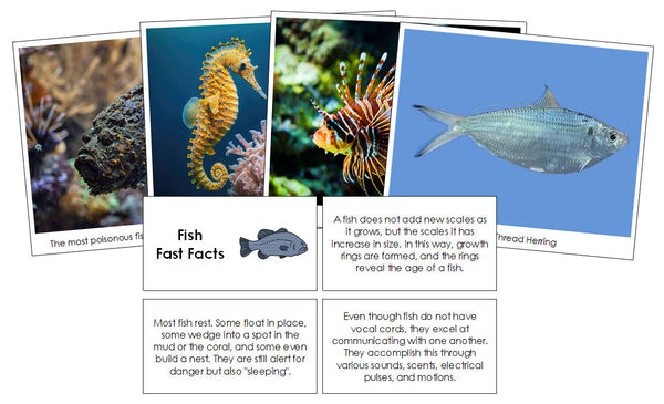 Fish Fast Facts & Pictures - Montessori Print Shop Digital Download
