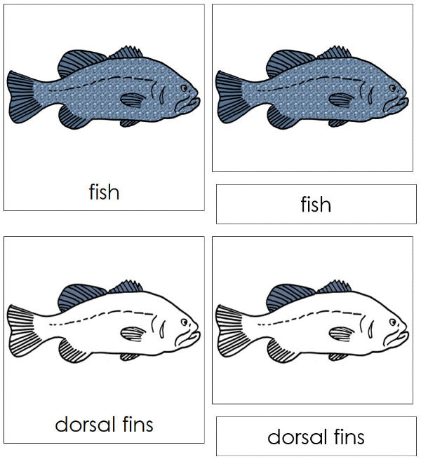 Parts of a Fish 3-Part Nomenclature  Cards by Montessori Print Shop