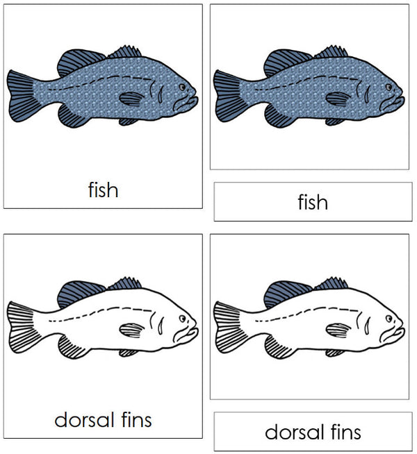 Five-Part Fish Definition Set (color) - Montessori Print Shop Digital ...