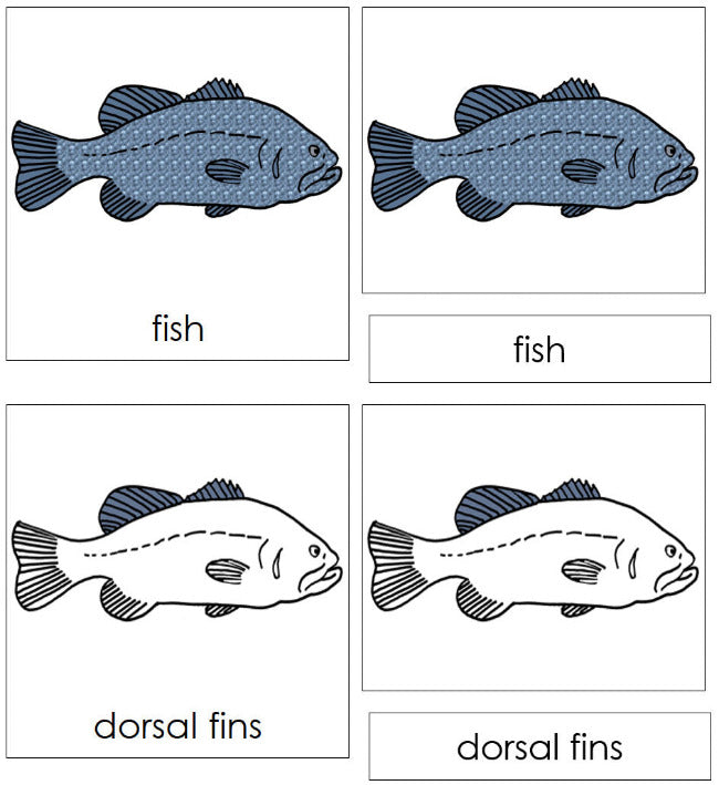 Montessori Fish Nomenclature Definition Set by Montessori Print Shop