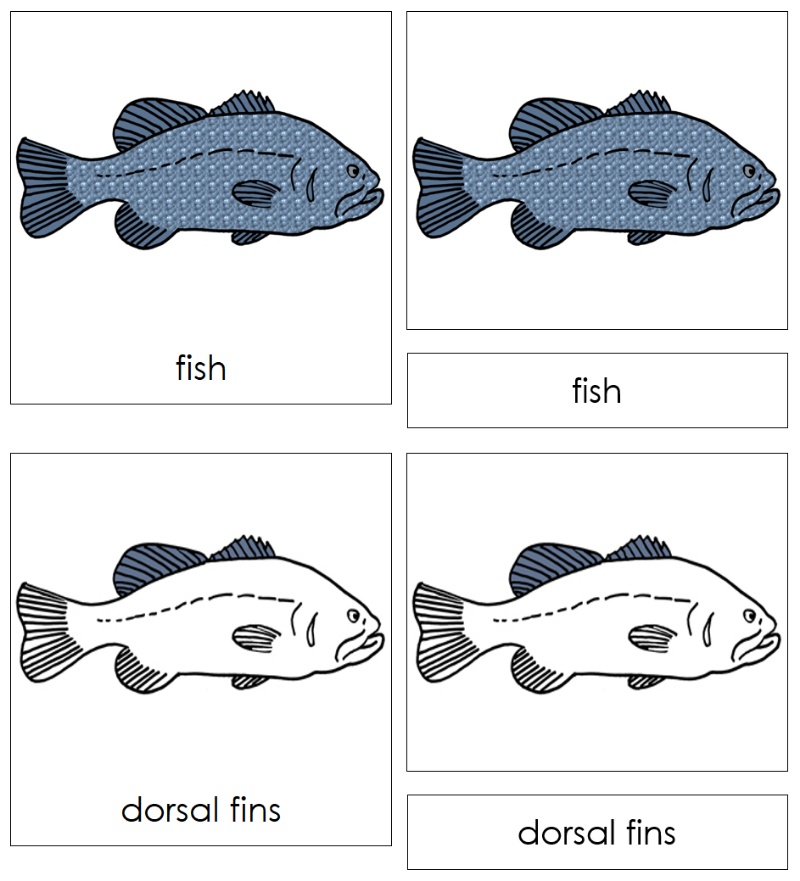 Montessori Fish Nomenclature Definition Set - Montessori Print Shop Digital Download