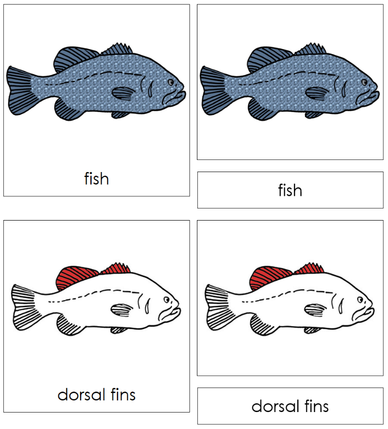 Montessori Fish Nomenclature Definition Set - Montessori Print Shop Digital Download