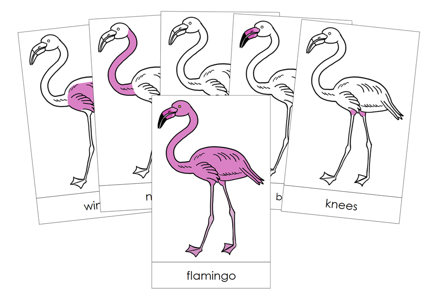 Parts of a Flamingo Nomenclature Cards by Montessori Print Shop