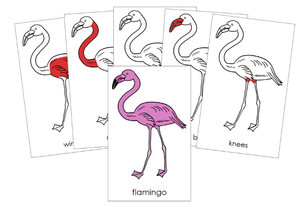 Parts of a Flamingo 3-Part Nomenclature Cards (red) and Blackline Master by Montessori Print Shop