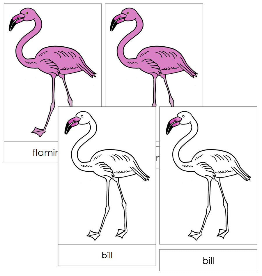 Parts of a Flamingo Nomenclature Cards by Montessori Print Shop