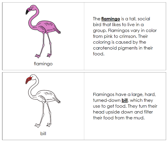 Parts of a Flamingo Nomenclature Book (red) - Montessori Print Shop Digital Download