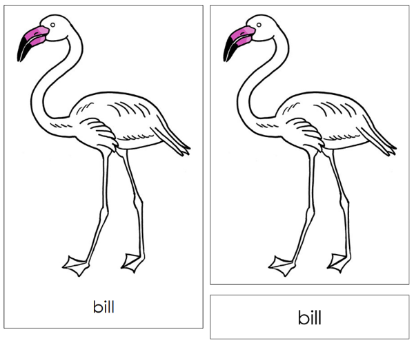 Parts of a Flamingo Nomenclature 3-Part Cards and Blackline Master by Montessori Print Shop
