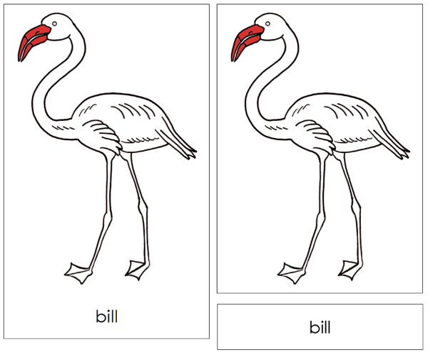 Parts of a Flamingo 3-Part Nomenclature Cards (red) and Blackline Master by Montessori Print Shop