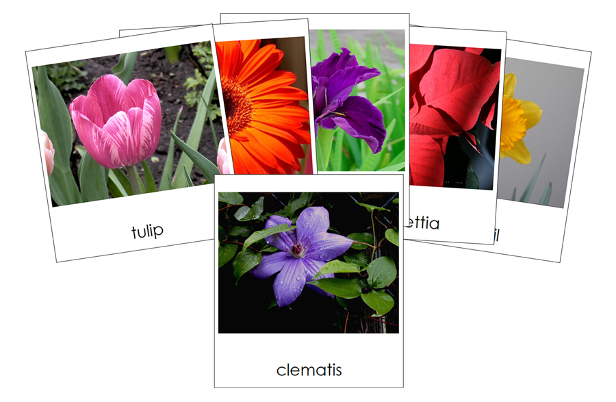Types of Flowers 3-Part Cards (Set 1) by Montessori Print Shop