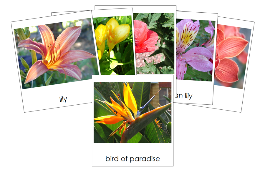 Types of Flowers 3-Part Cards (Set 2) by Montessori Print Shop