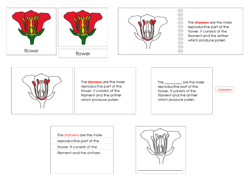 Montessori Flower Nomenclature Definition Set - Montessori Print Shop Digital Download