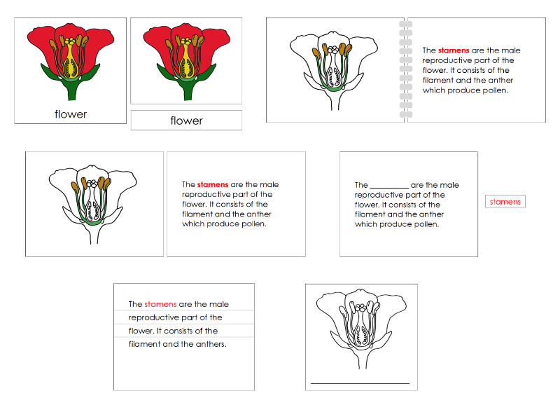 Montessori Flower Nomenclature Definition Set - Montessori Print Shop Digital Download
