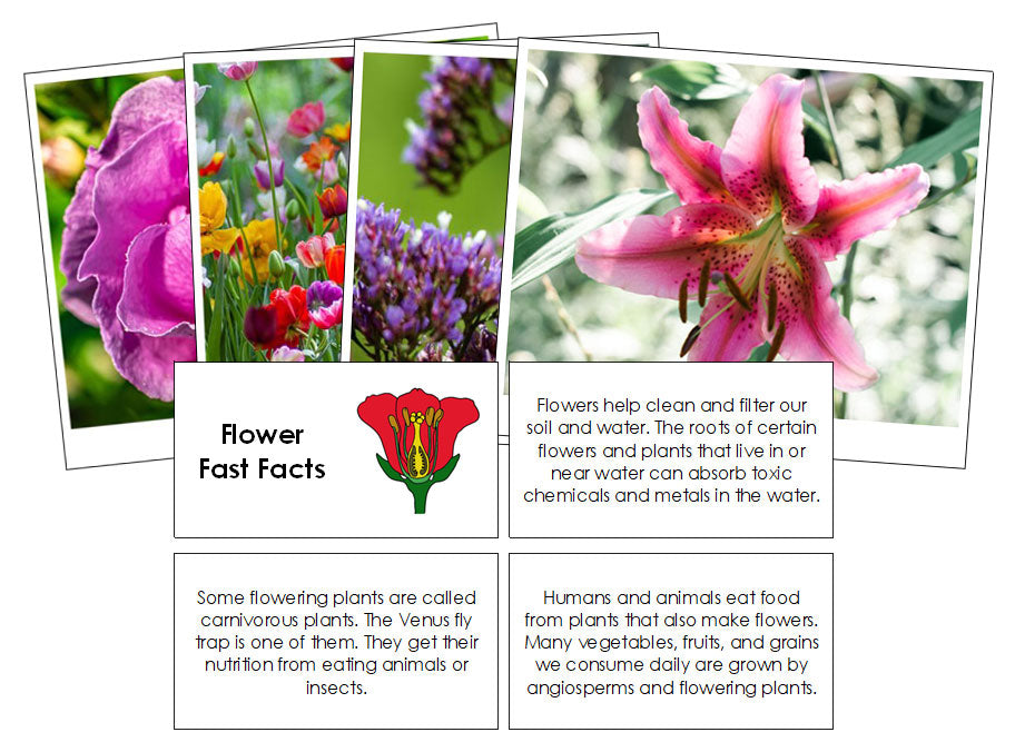 facts about seed plants Flower Fast Facts & Pictures