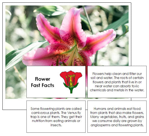 Flower Fast Facts & Pictures - Montessori Print Shop