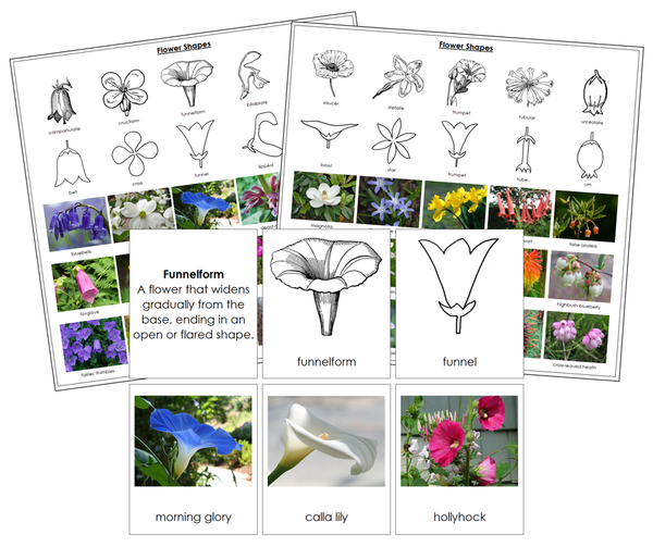 Flower Shape Examples Types of Flower Shapes Sorting - Montessori Print Shop Digital Download