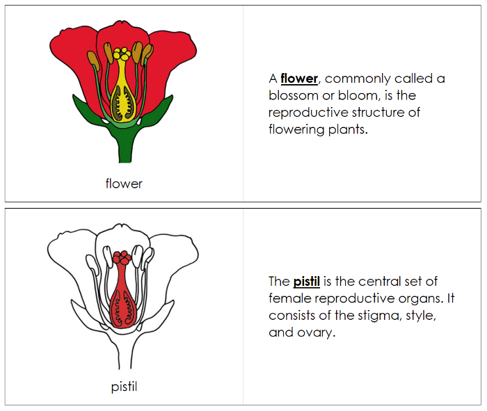 Parts of a Flower Nomenclature Book (red) - Montessori Print Shop Digital Download