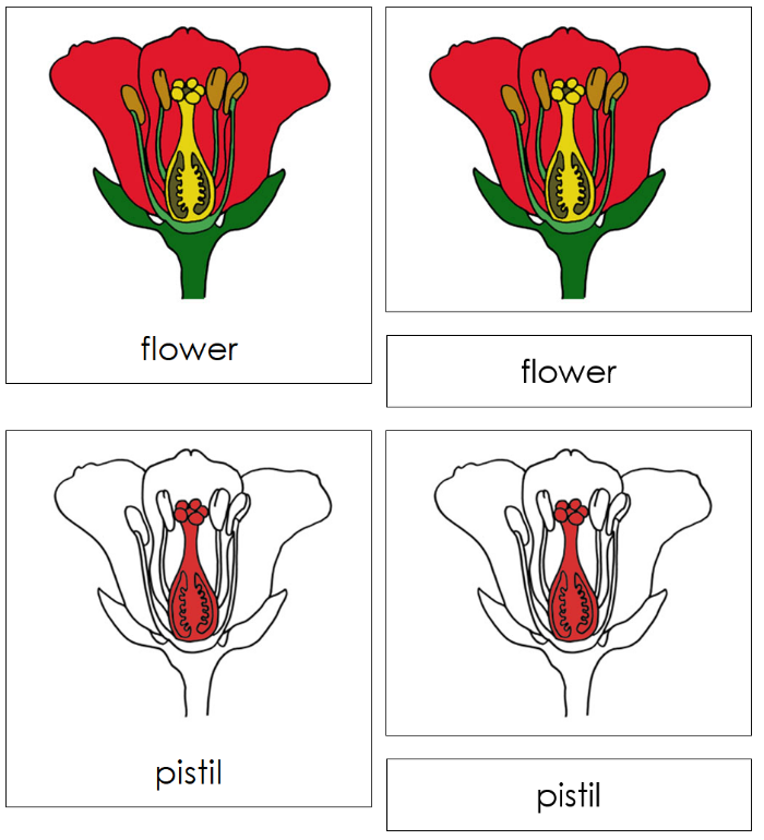 Botany Nomenclature Bundle (Red) Set 1 - Montessori Print Shop Digital Download