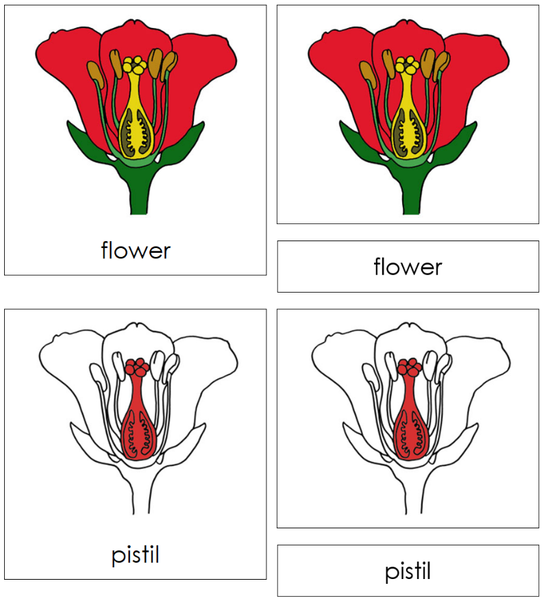 Montessori Flower Nomenclature Definition Set - Montessori Print Shop Digital Download