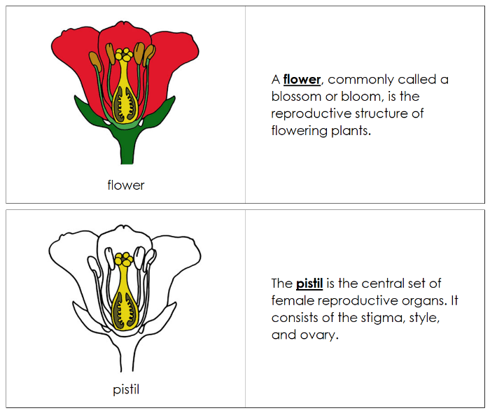Parts of a Flower Nomenclature Book - Montessori Print Shop Digital Download