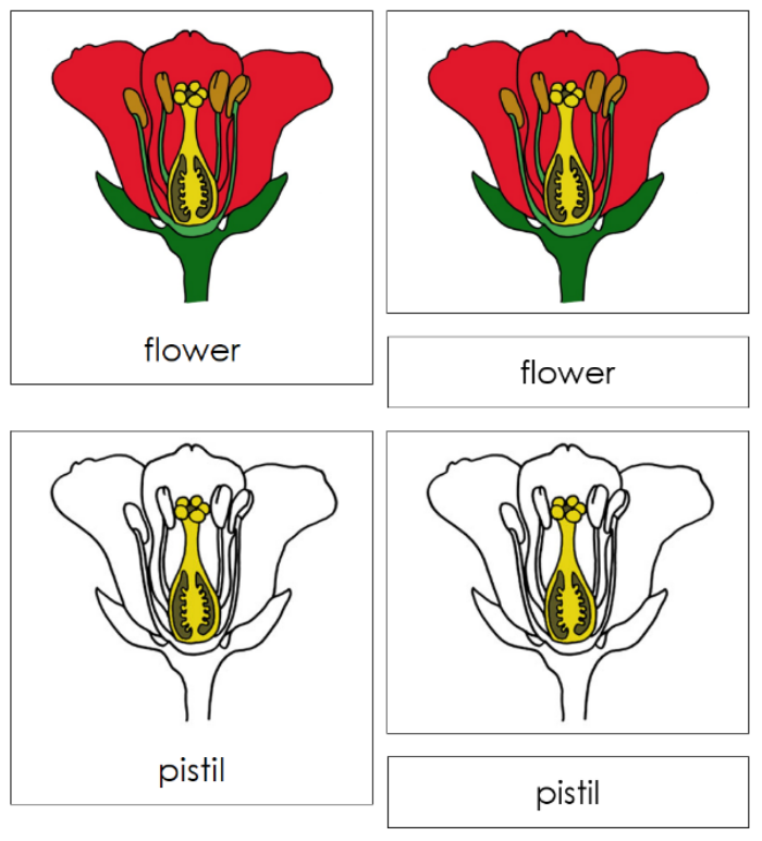 Botany Nomenclature Bundle Set 1 - Montessori Print Shop Digital Download