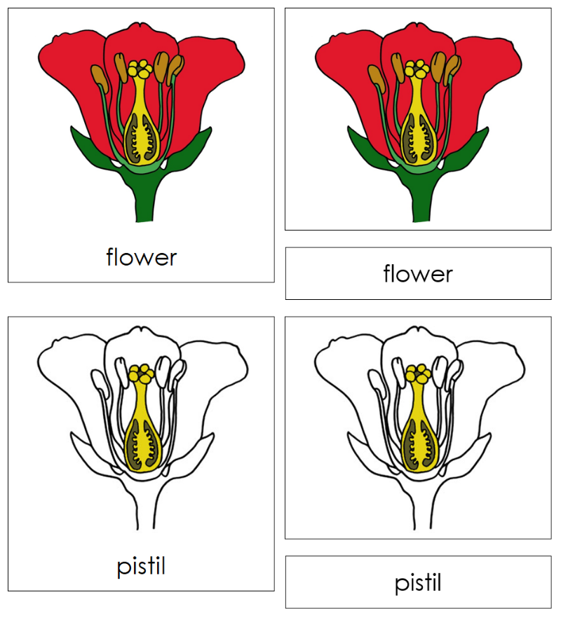 Montessori Flower Nomenclature Definition Set - Montessori Print Shop Digital Download