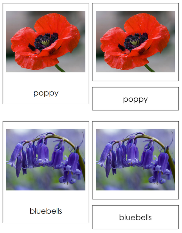 Types of Flower Shapes Sorting - Montessori Print Shop Digital Download