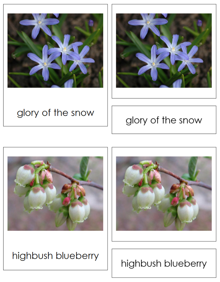 Types of Flower Shapes Sorting Cards & Control Chart - Montessori Print Shop Digital Download