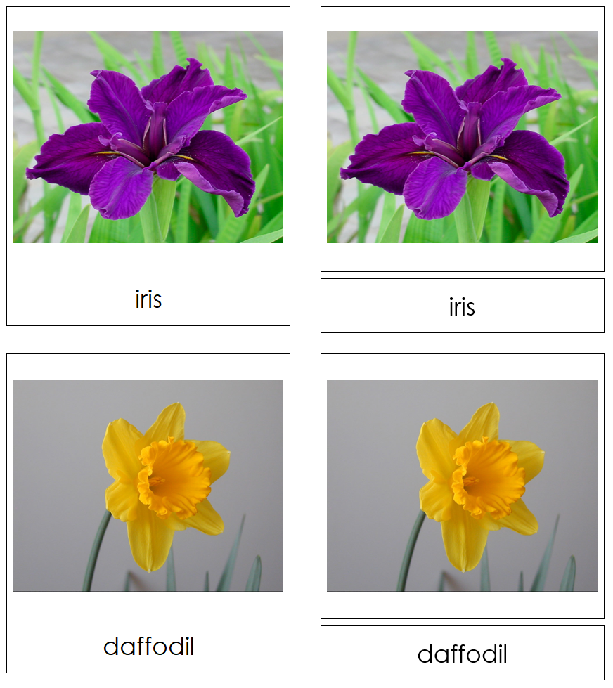 Types of Flowers 3-Part Cards (Set 1) by Montessori Print Shop