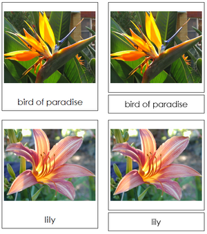 Flower 3-part cards - Montessori Classified Cards - Montessori Print Shop
