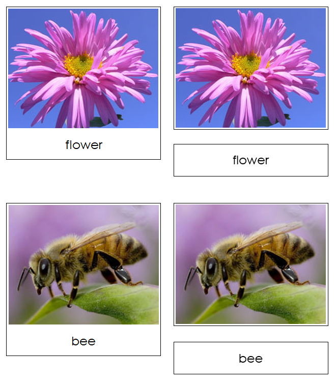 Food Chain Cards & Charts - Montessori Print Shop Digital Download