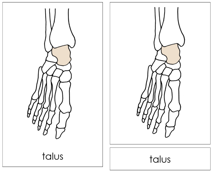 Bones of a Human Foot Nomenclature Cards (red) by Montessori Print Shop