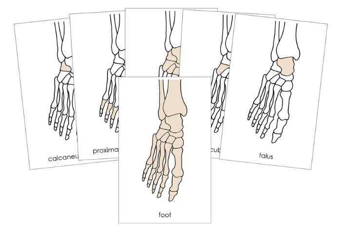 Bones of a Human Foot Nomenclature Cards (red) by Montessori Print Shop