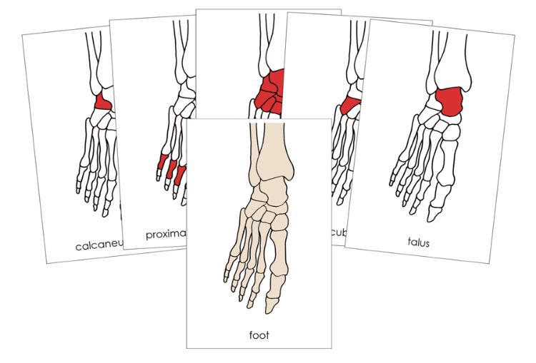 Bones of a Human Foot Nomenclature Cards (red) - Montessori Print Shop Digital Download