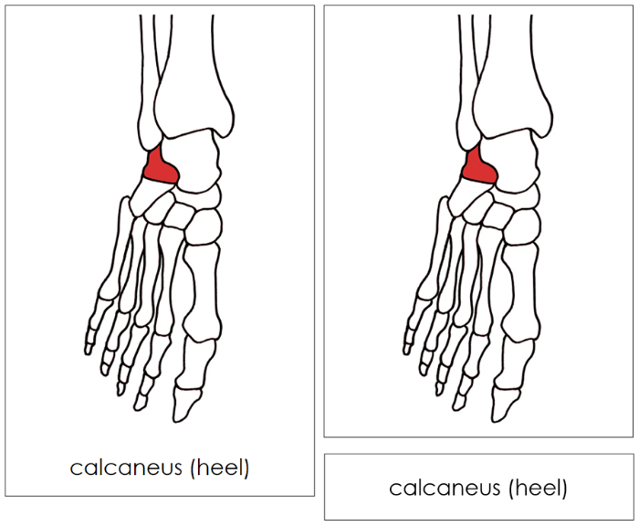 Bones of a Human Foot Nomenclature Cards (red) - Montessori Print Shop Digital Download