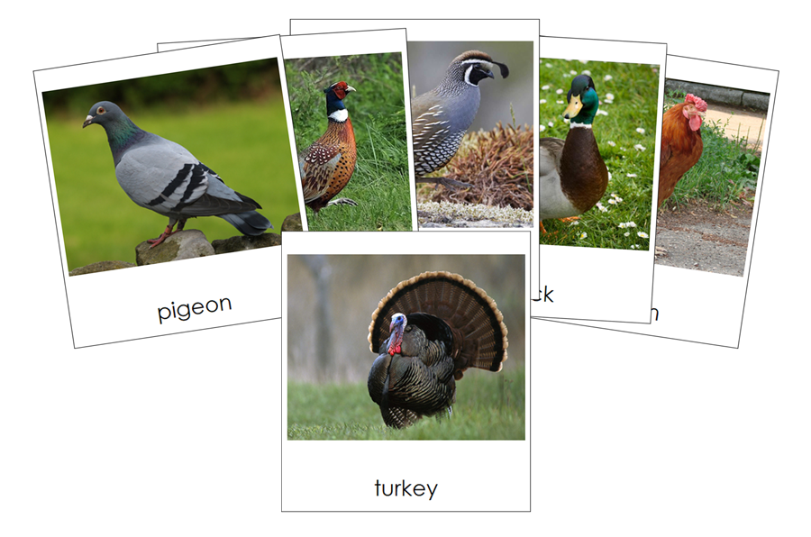 Types of Fowl 3-Part Cards by Montessori Print Shop