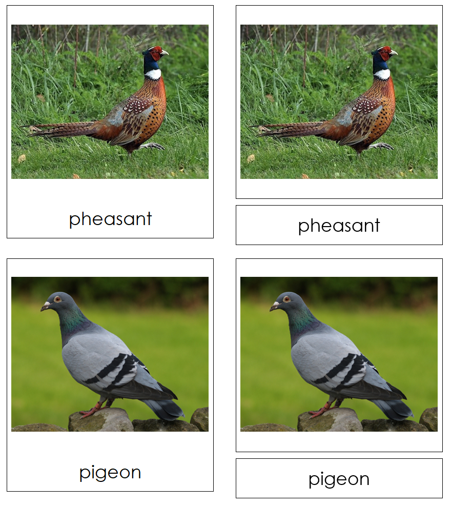 Types of Fowl 3-Part Cards by Montessori Print Shop