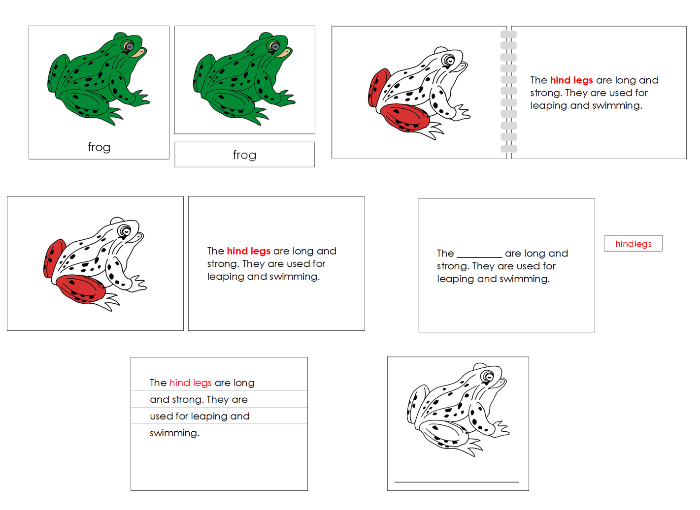 Parts of a  Frog Nomenclature Definition Set - Montessori Print Shop Digital Download