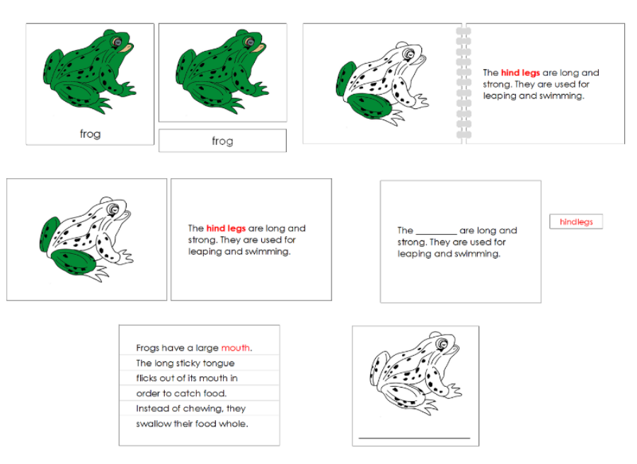 Parts of a Frog Nomenclature Definition Set - Montessori Print Shop Digital Download